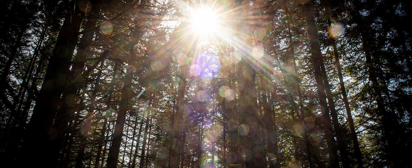 光线穿过树林.